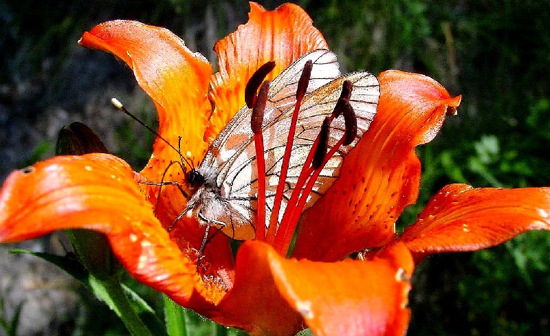 Iphiclides podalirius e Aporia crataegi